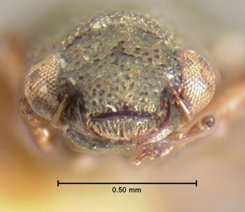 Media type: image;   Entomology 3062 Aspect: head frontal view